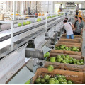 Máquina de clasificación fotoeléctrica automática de frutas y verduras